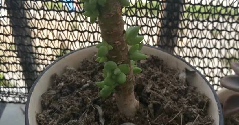 菌灵|不要觉得给多肉“砍头”残忍!养千佛手,“切几刀”小崽爆满盆