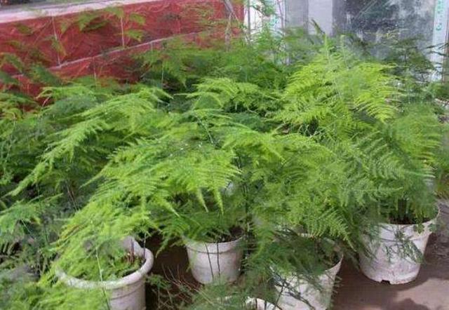 文竹不用买，仅用“一根枝”，30天后养出一整盆，叶子绿油油！