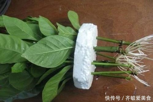 生根剂不用买，用家家都有的“小东西”，2分钟就能制出来