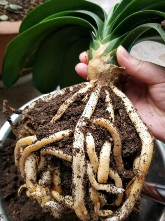 君子兰换盆换土的几个要诀，服盆快，长势好，不烂根