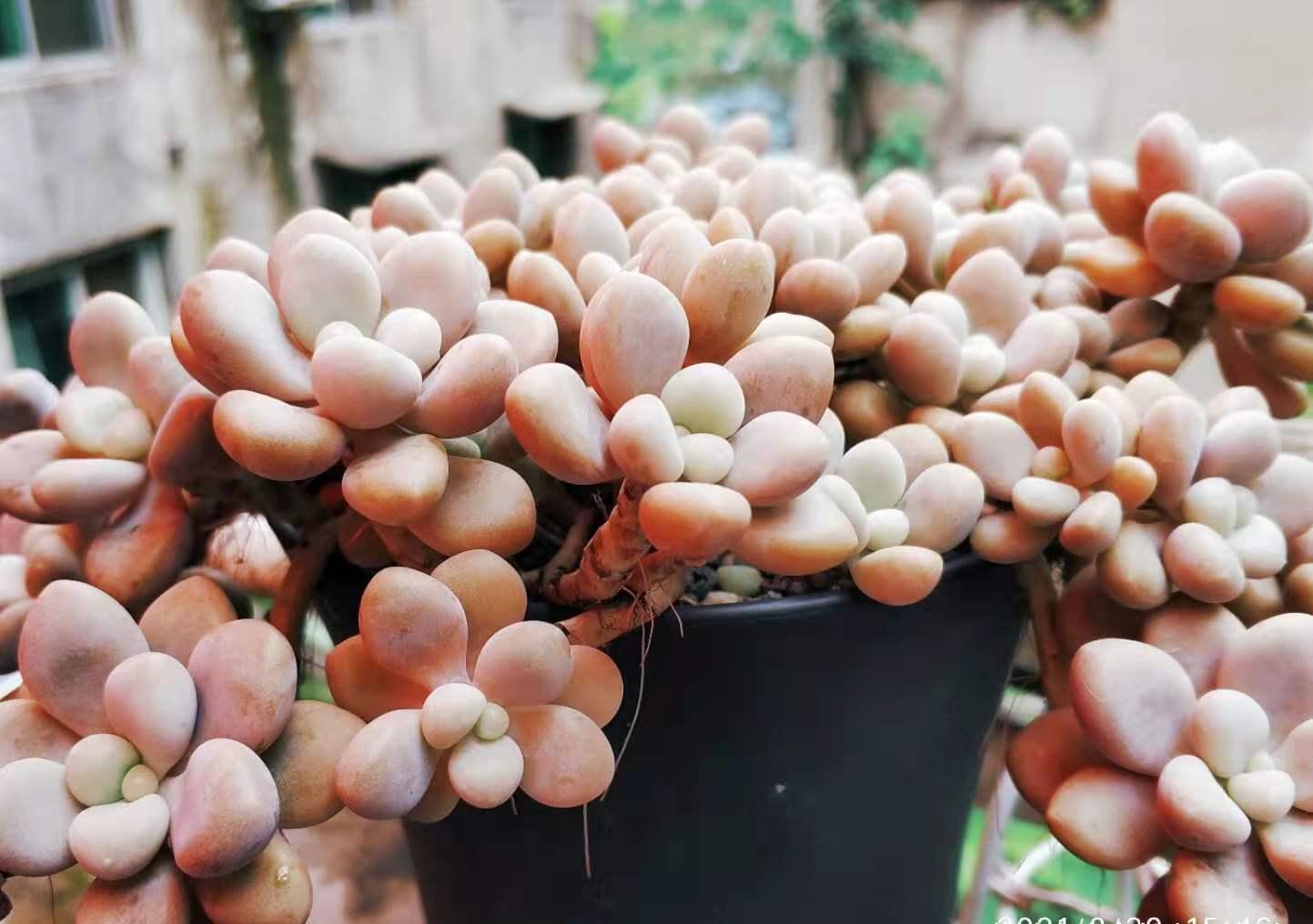 别嫌万象盆丑，其实拿来种多肉很实用，我好些多肉都是用它栽种的