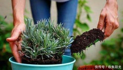 养花捡些“它们”,10年不换盆,土壤不结块,花草呼呼长!