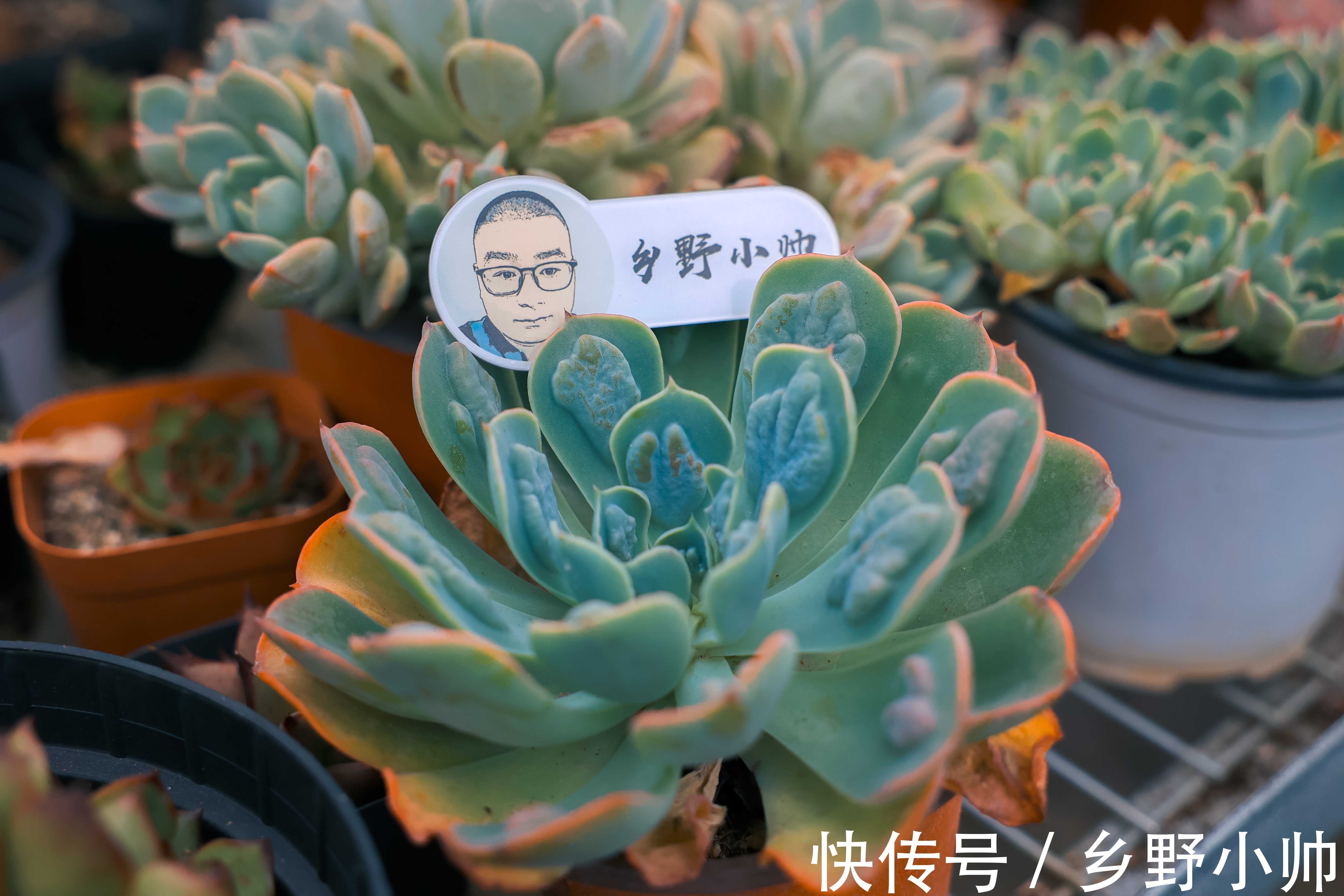 光照|想要高大的雨滴老桩？听小帅说，雨滴越来越美