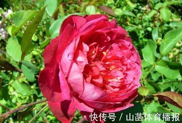 喜欢玫瑰，就试试“高档玫瑰”布里顿玫瑰，红艳欲滴，气质典雅！