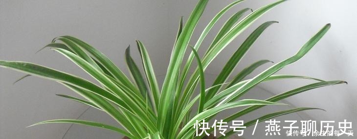 这3种“金边植物”，有钱人必养！往客厅一摆，难怪越来越富有！