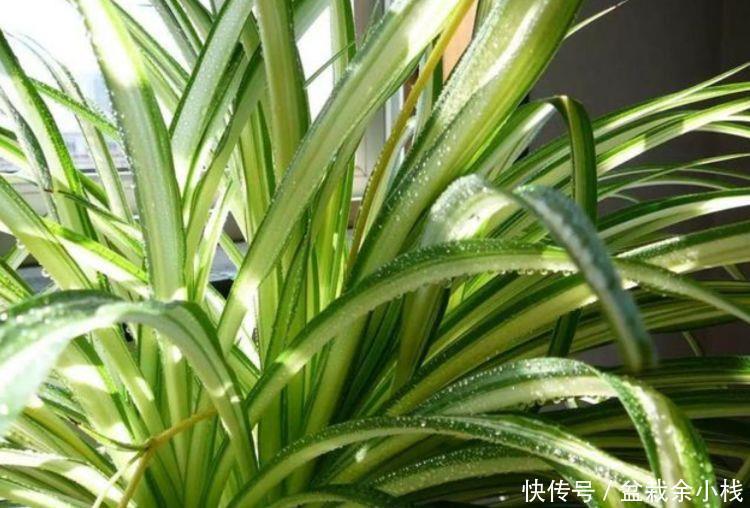 3种花养家里,人养花,花也养人,空气清香去异味,漂亮好养