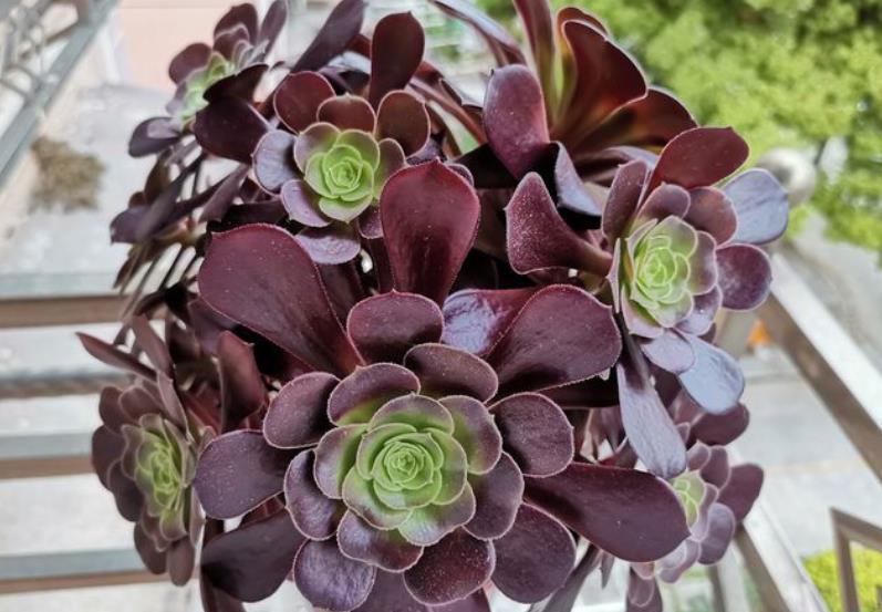 秋天养多肉法师,摆在露天阳台长势旺,状态会更好,长成手捧花