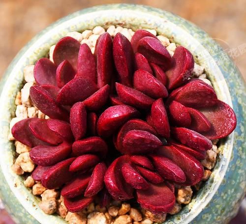 值得拥有的4种红色多肉,好养护上色快,叶子鲜红似火烧!