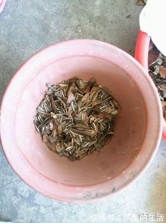 发酵|老花匠：扔4种“东西”，就是扔钱，比花肥还好用，不花钱！