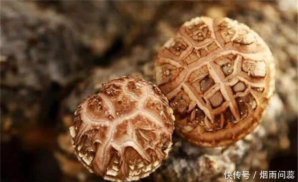 懂行人挑香菇不看大小,认准这3点,香菇鲜嫩肥厚,特好吃