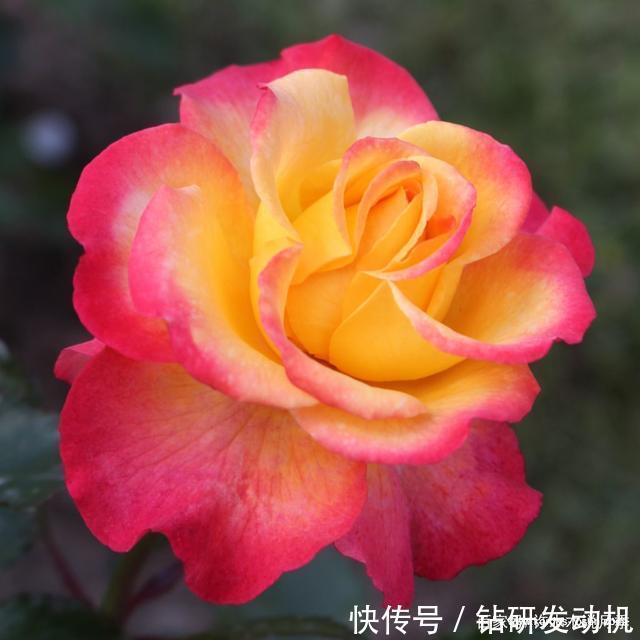 25款罕见会变色的月季,一朵花能开出黄、粉两种颜色。新手推荐
