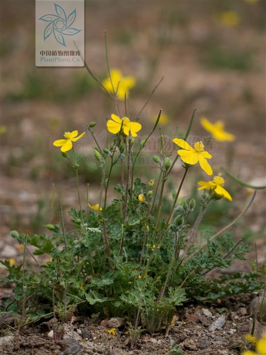  顽癣|秃疮花，见过吗？外治秃疮、顽癣；內治牙痛、扁桃体炎