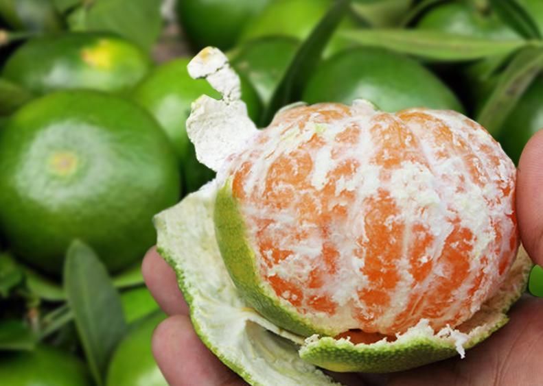 橘脐|买橘子,“公母”要分清,要挑母的,记住4点,保证个个香甜多汁