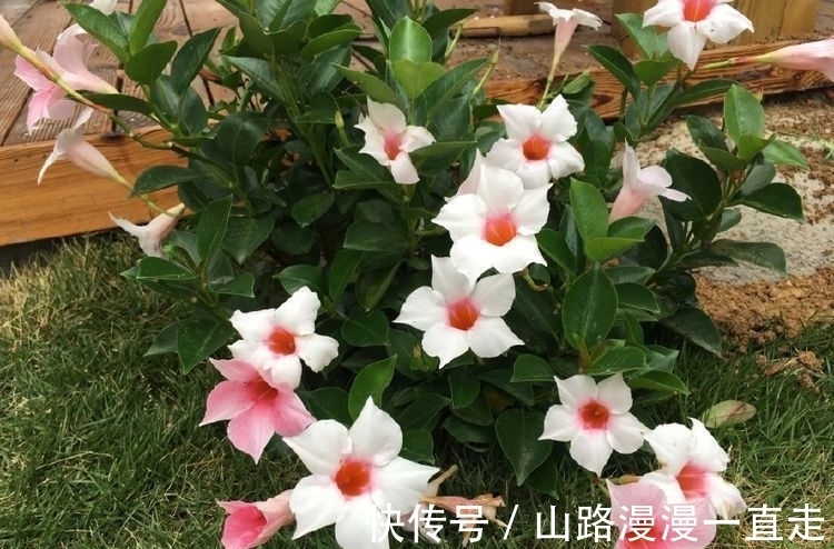 蜂蜜|最容易开爆盆的花朵,并且超级好养,开花勤又爆盆,花开美艳动人