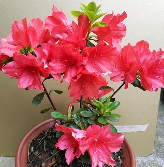 秋冬|杜鹃花总是开完花就落叶枯萎吗做好这4点,年年开爆盆