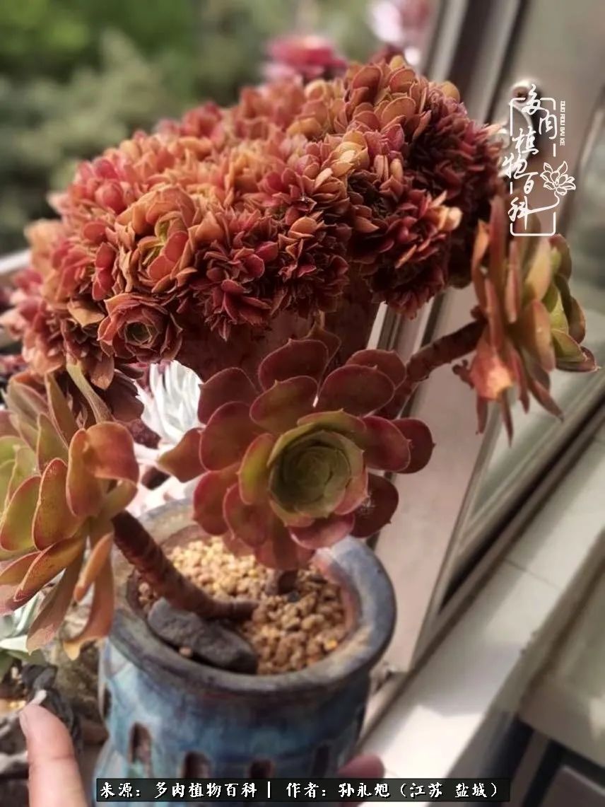 养多肉三年多九万里悟道，终归诗酒田园！