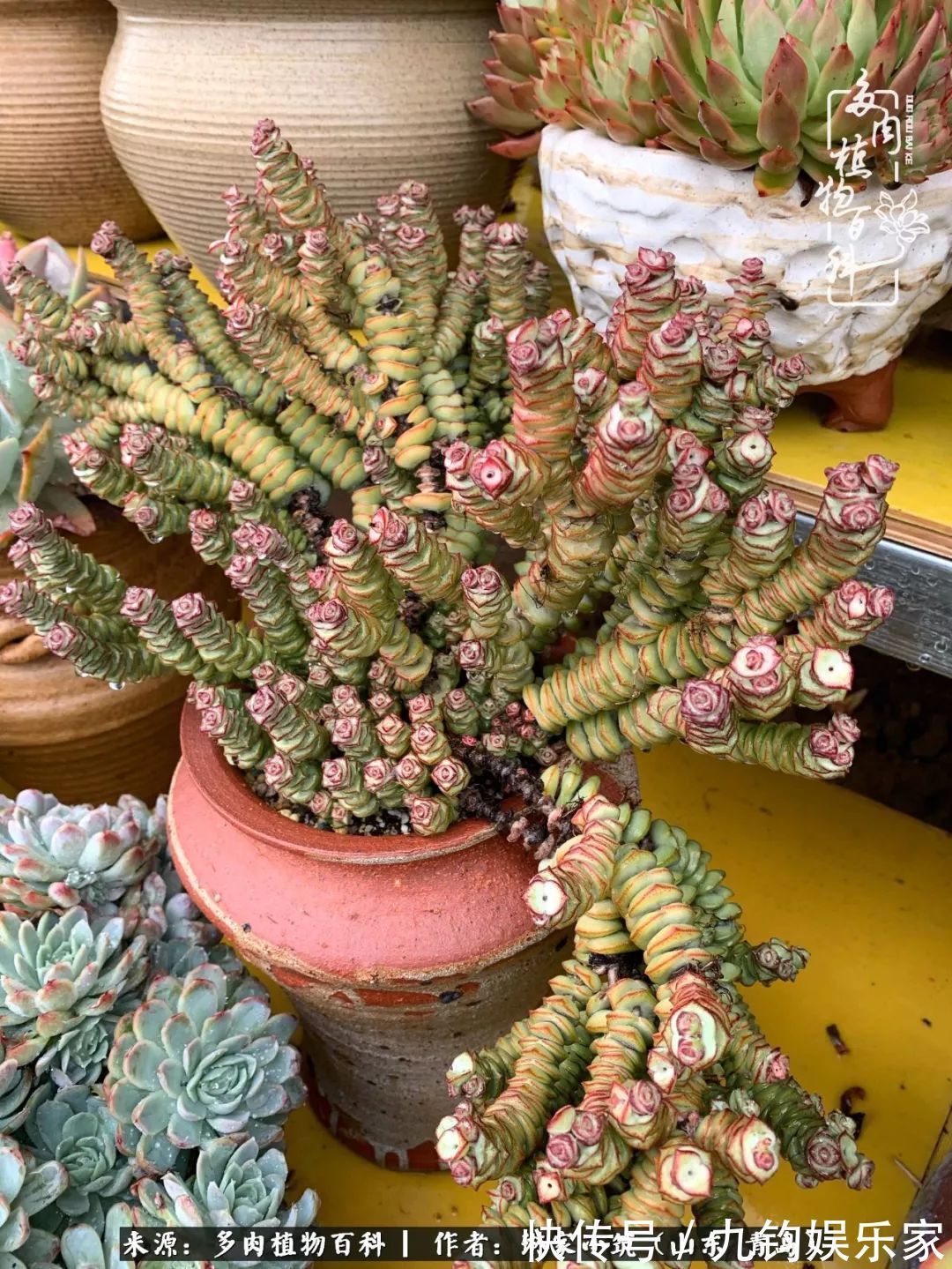 多肉住进暖棚,坦然越冬,放肆浇水,这个冬天有点甜!