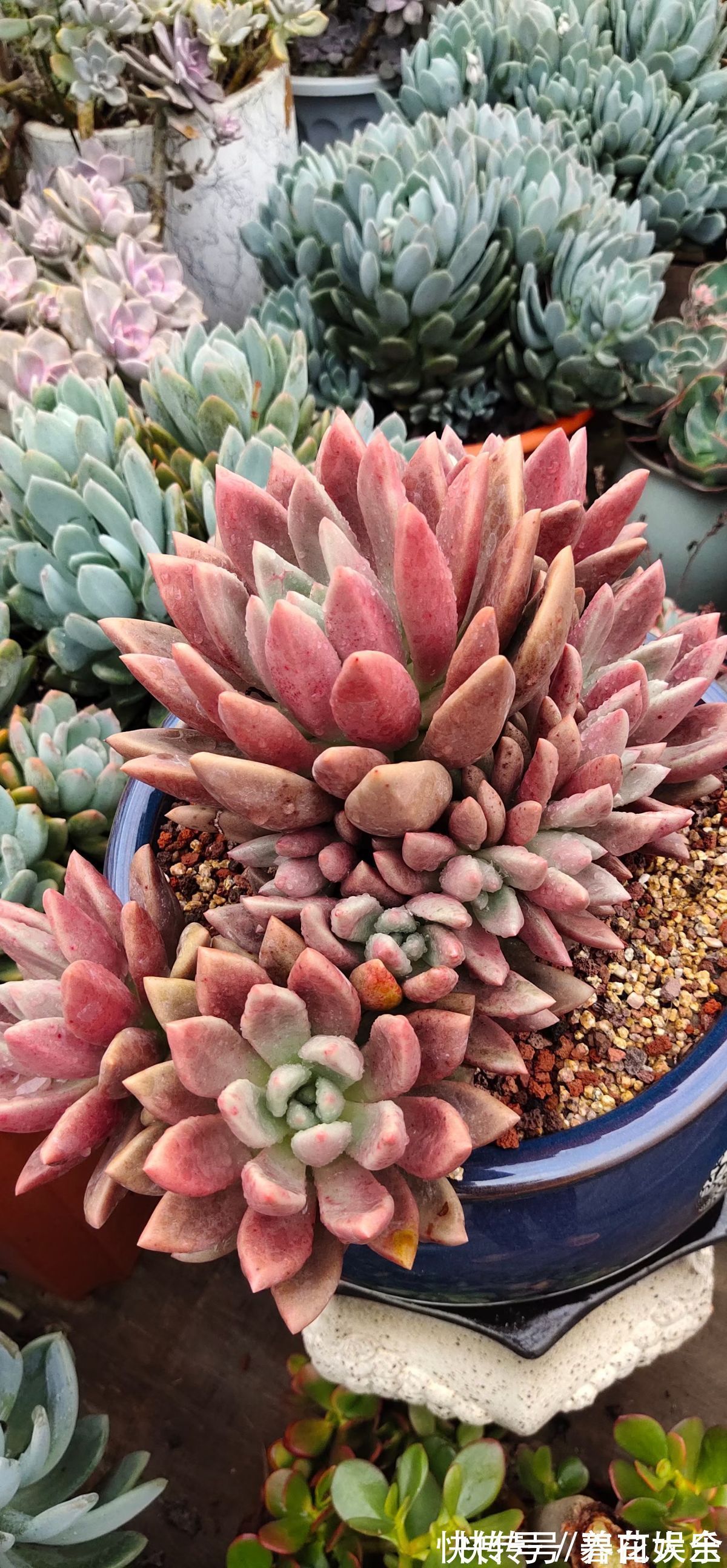 3种花喜欢“穷养”,塞进小花盆、少浇水,才能越涨越旺