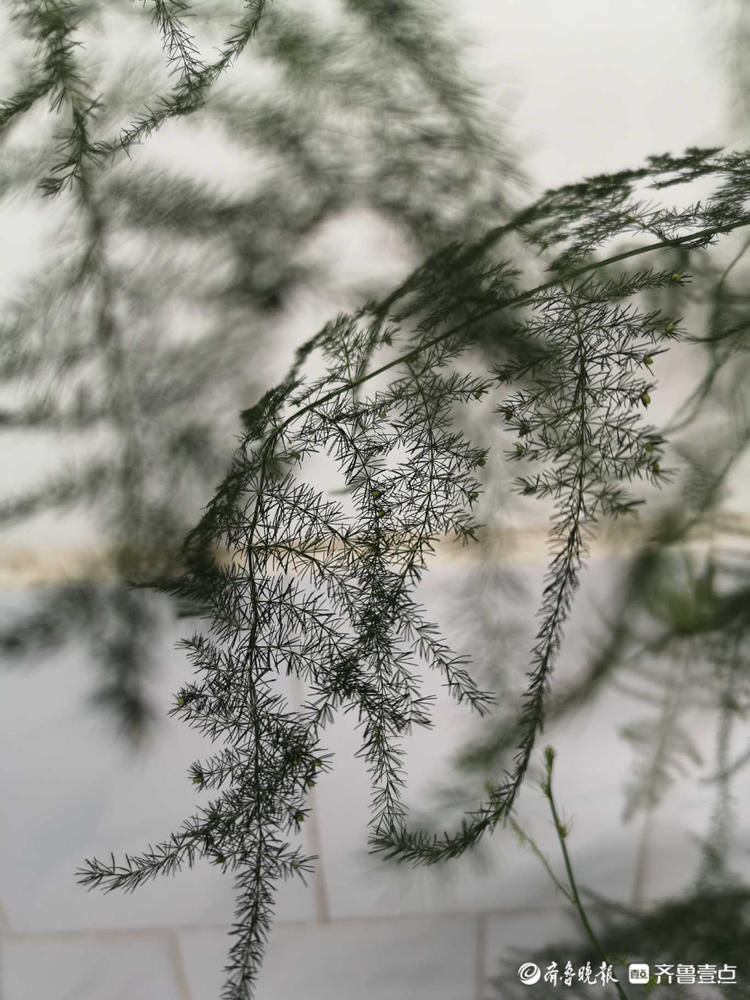 文竹开花见过吗？密密麻麻小黄花点缀枝头，别有一番韵味|情报站| 齐鲁晚报