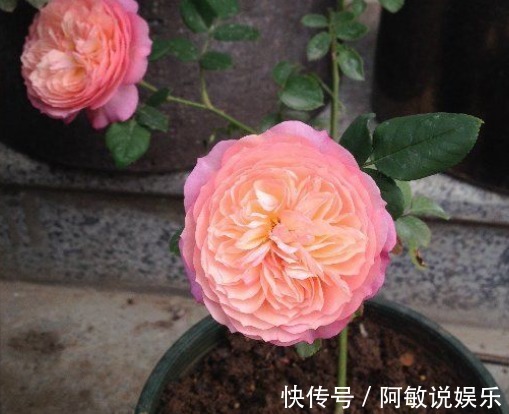 新手养花，不如养盆花中精品“初乌”，花色如墨，高贵而又厚重