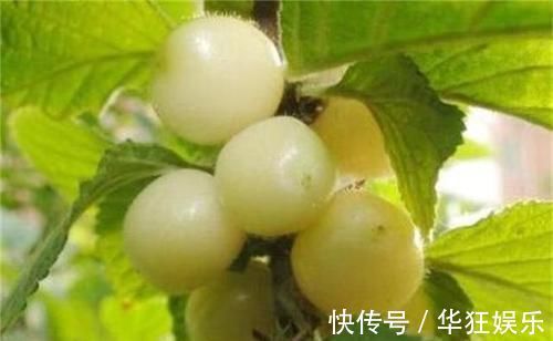 蔬菜|“天然降尿酸药”找到了,医生除了多吃它,做好4点尿酸主动降