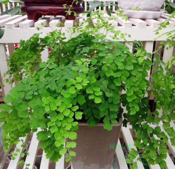 养护|10款花不喜欢晒太阳,摆在阴凉处静养,叶子油绿开花漂亮