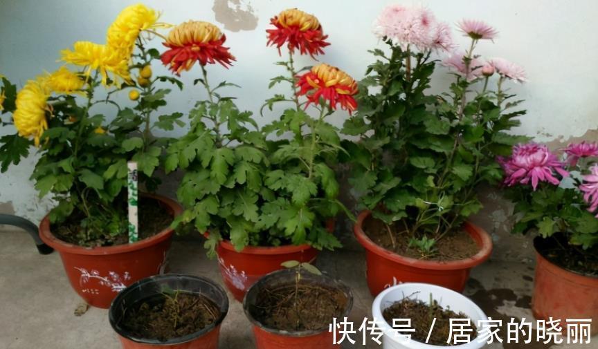 花友们|养花旧土别扔,消菌处理可再用,省钱、有趣又好使