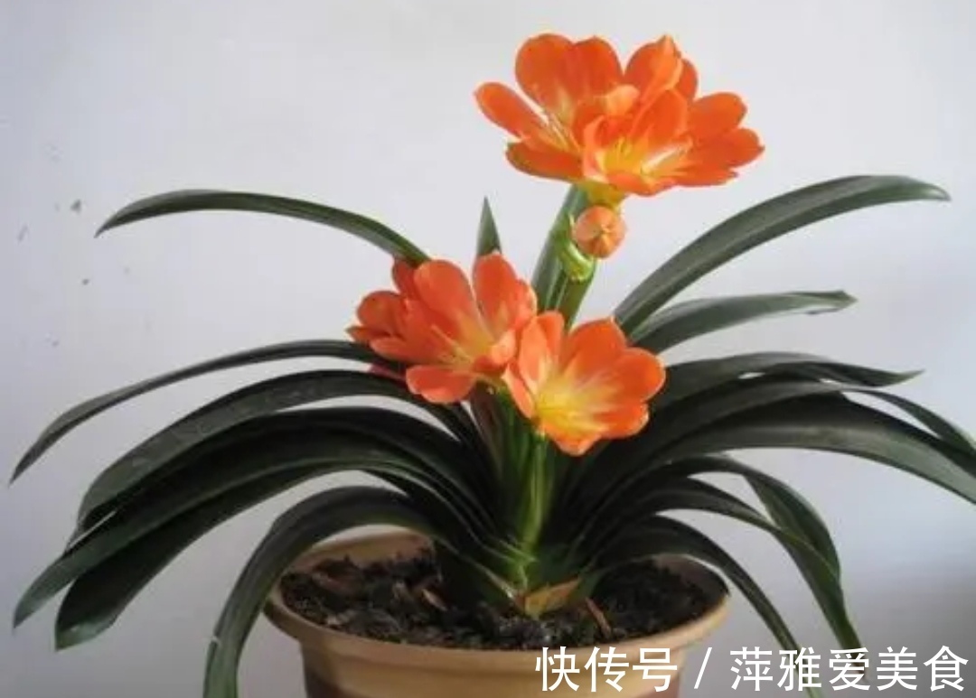 冬天养君子兰,做对4件事,叶子浓绿光亮,顺利开花