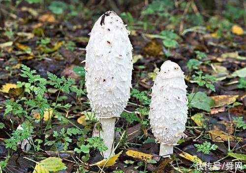 牛油果|好吃又不贵!这几种食物，女性吃了以后美容养颜，延缓衰老