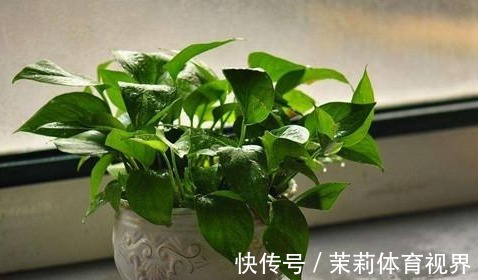 橡皮树|客厅摆什么盆栽植物好?选择这些准没错!既好看又好养,还能旺财