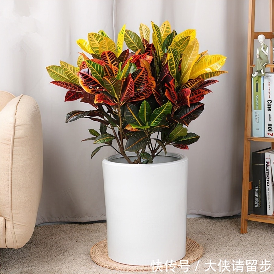 “人养花三年,花养人一生!”家居盆花100种,总有几款你喜欢