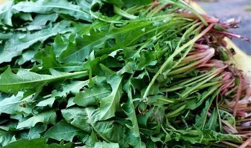 蒲公英|3种食物可能让你不再失眠，一觉睡到天亮，不妨试试