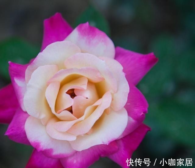 浓郁|几款又香又美的月季花,不仅好看,还好吃