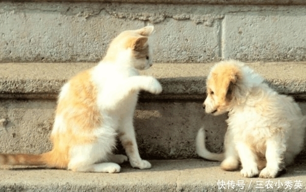 老猫|农村老人常说: 老猫十年, 老狗八年, 必定成精, 是什么意思?