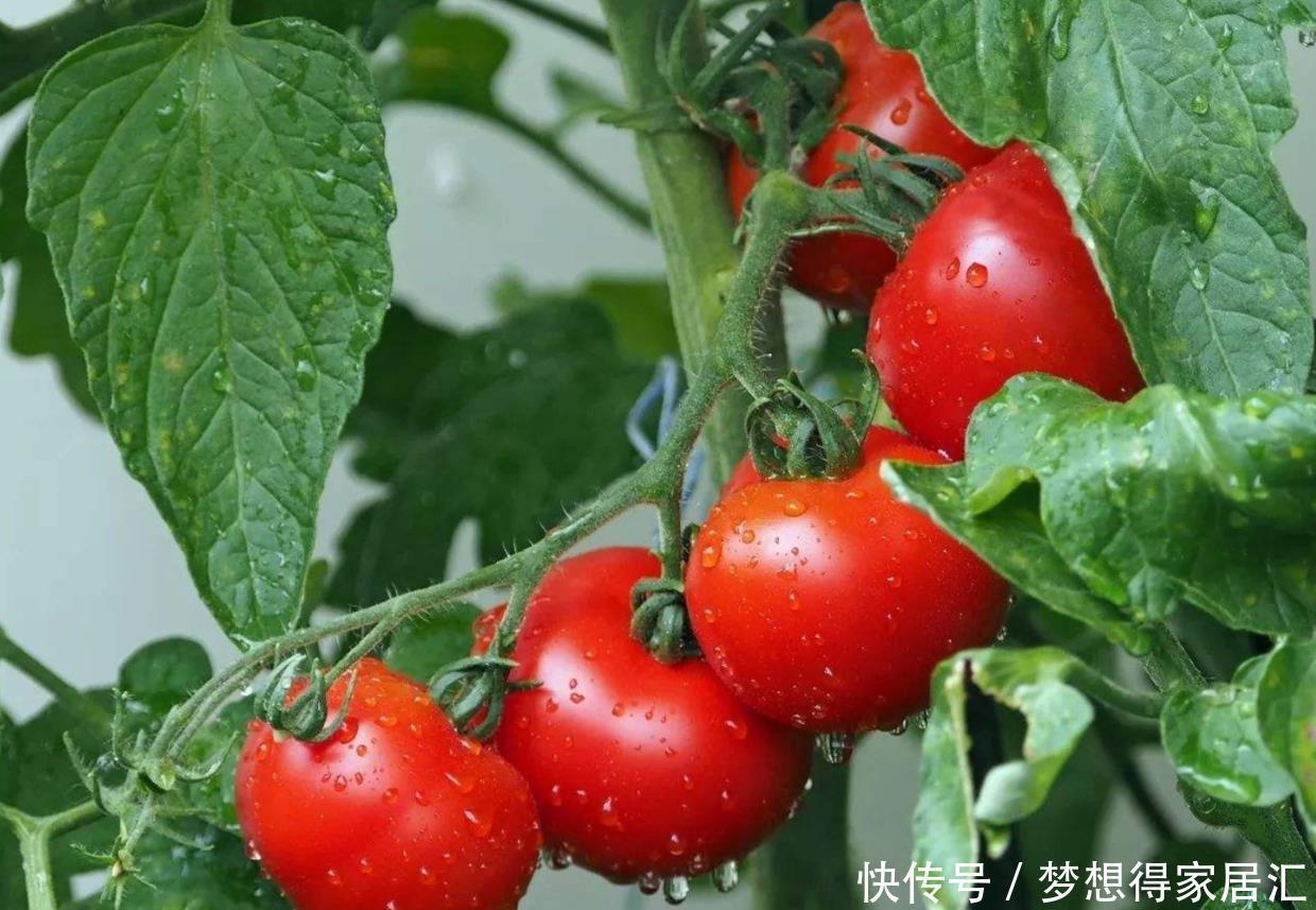 阳台上只会养花?学会这6招,阳台上还能收获硕果累累的西红柿
