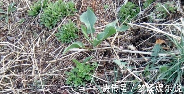 阴沟|农村阴沟中常见野草，治多年“脚气”有良效，已经有人用来赚钱