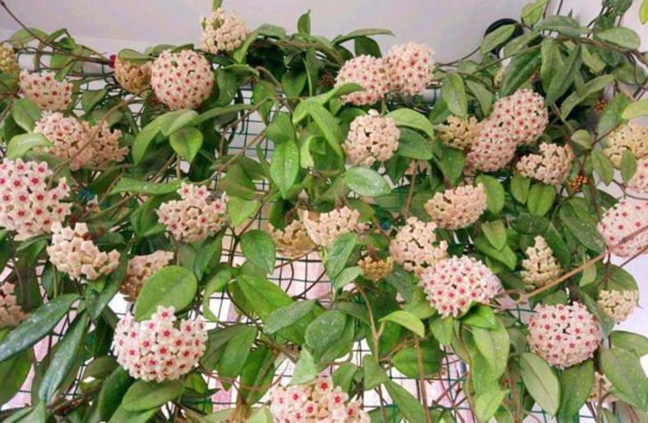 几款艳丽的花卉,漂亮又好闻,四季繁花似锦,姿色艳丽