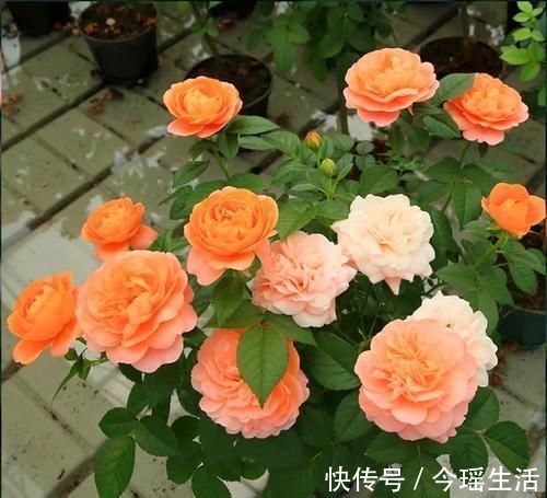 果汁|阳台再小,也要养一盆果汁阳台,上盆一个多月就有花赏