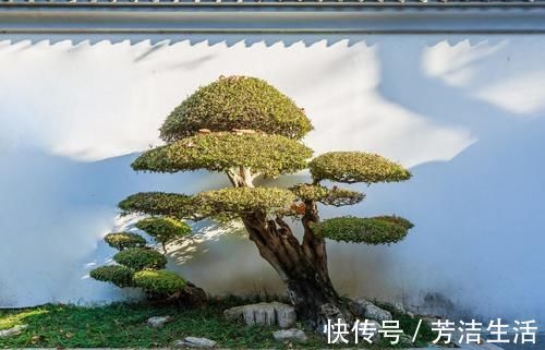 养分|盆景桩材养坯、上盆，基质里加河沙，不仅提高生存率，还促生长