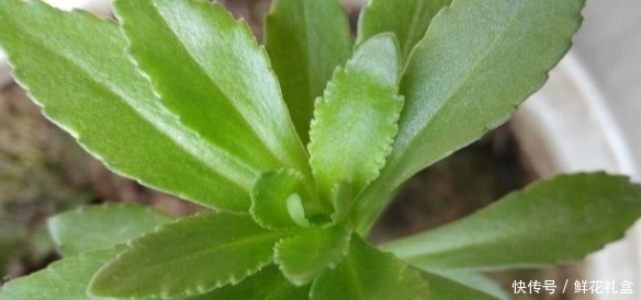 生命力|鄉(xiāng)下山坡的野草，傳說用金子也不換，吃它對(duì)心臟病有不錯(cuò)的療效