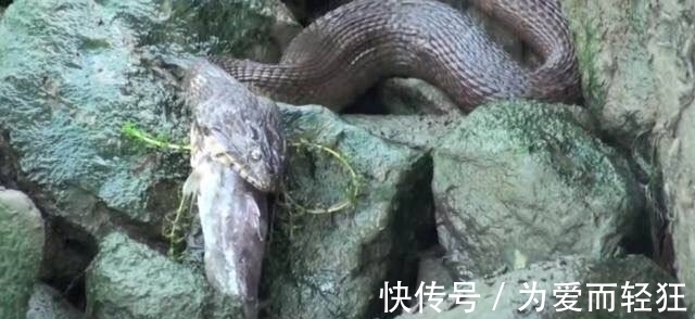老农河边钓鱼时发现海滩上有东西在蠕动，仔细一看，瞬间乐坏了!