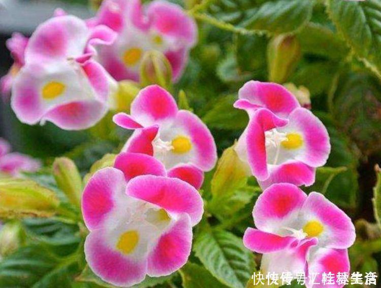 几种花卉养在家里超合适，开花色泽鲜艳，花开枝繁叶茂，韵味十足