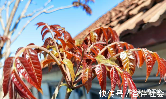 植物蛋白|买香椿,分清“红叶”和“绿叶”,口感差别大,弄懂再买不浪费钱