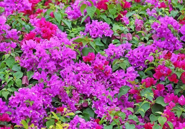 三角梅叶子“展不开”、开花少学会这几点，叶子直冒，花开满枝