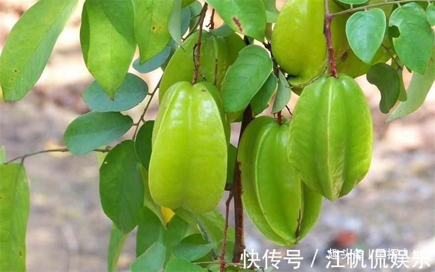 释迦果|女性不想脸生黑斑，不妨常吃3物，消暑降温、排毒消脂，早吃健康