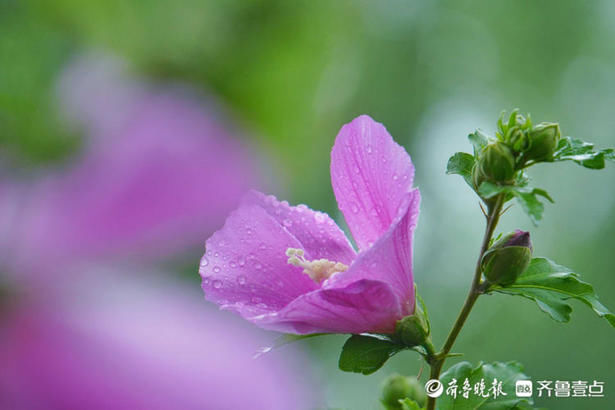 木槿|花开齐鲁｜粉嫩娇柔美美哒！济南大明湖木槿花开，你去赏花了吗