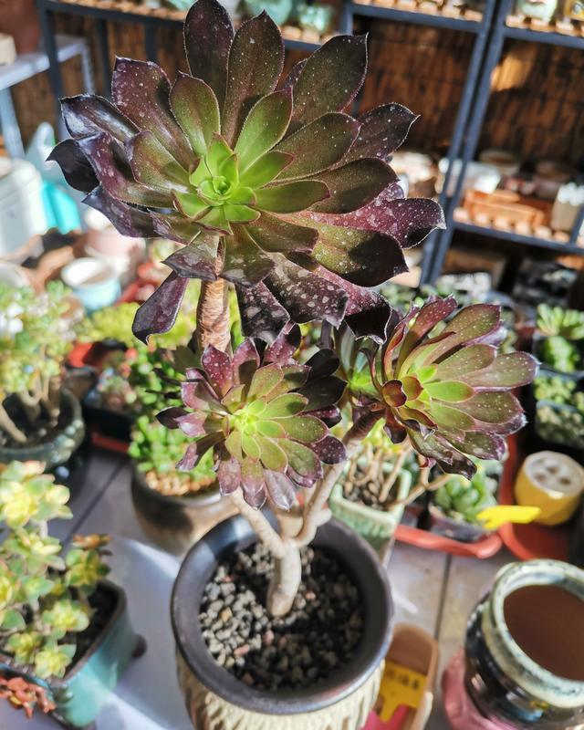 想养出高颜值多肉,这些多肉的名词你需要知道