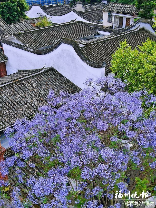 榕城 蓝花雨 初夏 紫浪漫 粉紫色