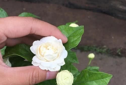 茉莉花有4喜,了解掌握,开出层叠群花,满屋都是花香