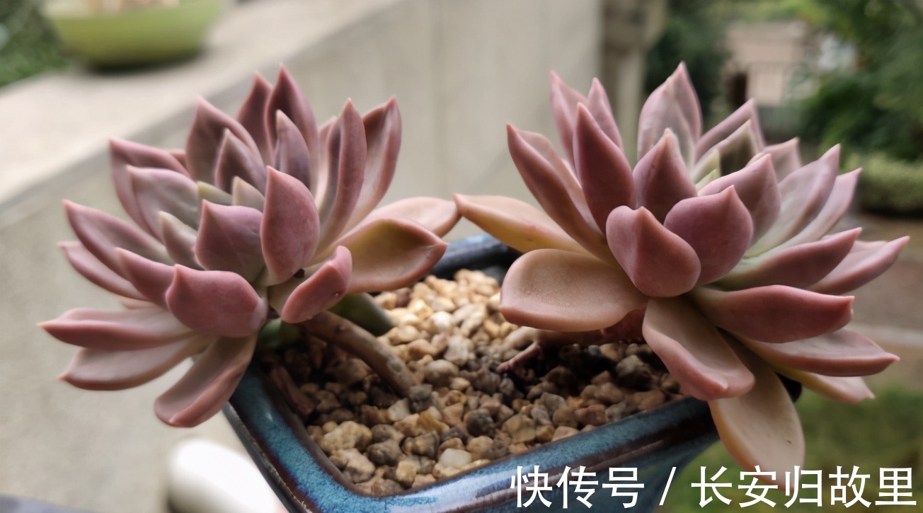 多肉,春后盆栽忌讳这2点,不注意全窜成“恨天高”,茎细叶稀